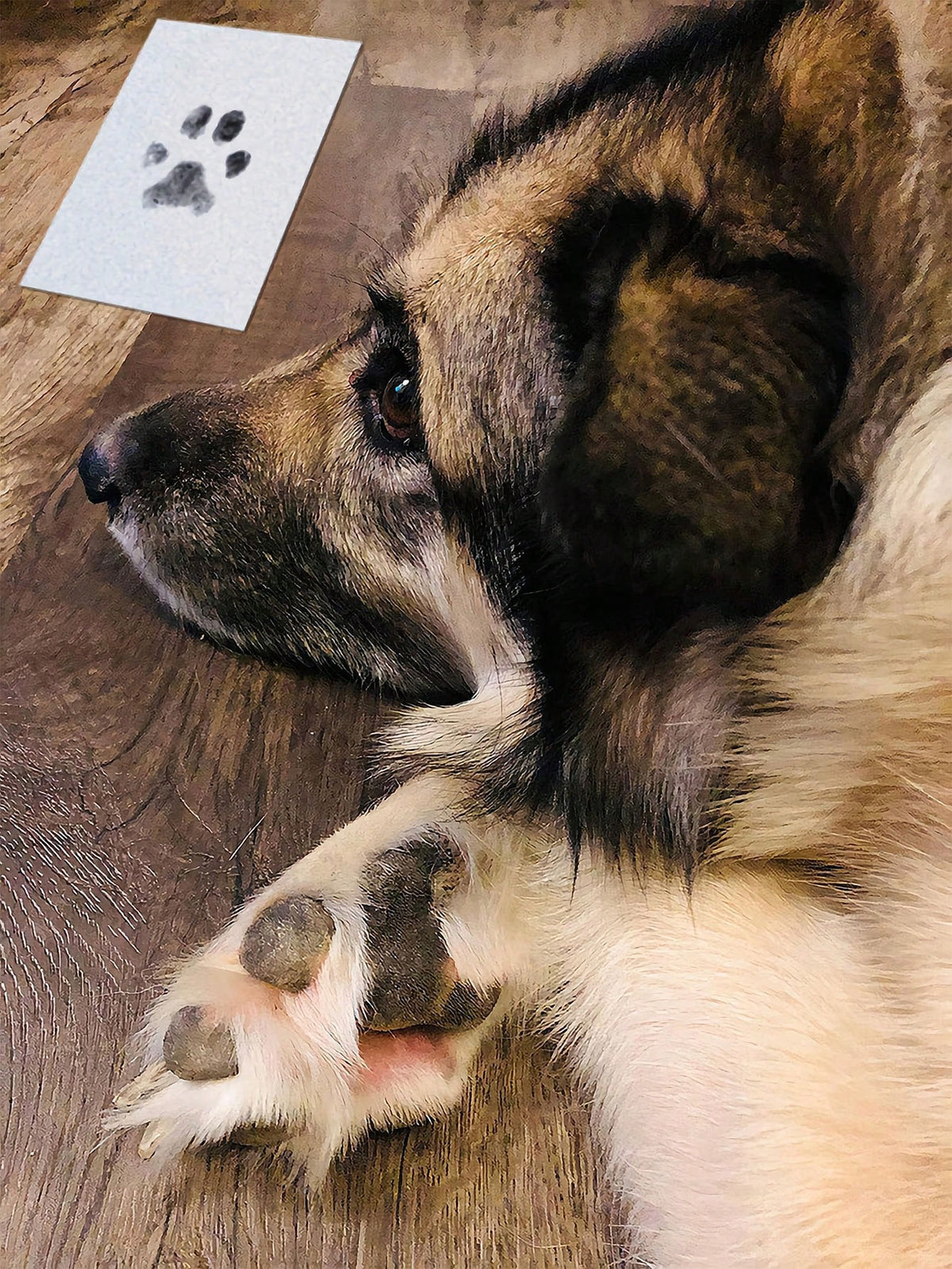 1pc/2pcs Pet Paw Print Set, Suitable For Cats & Dogs, Dog Paw Print Pad Set, Pet-Friendly Tactile Ink Pad, Ink-Free Handprint & Footprint Set- Pet Paw & Nose Print Ink Pad- Dog Paw Print Set. Thin V