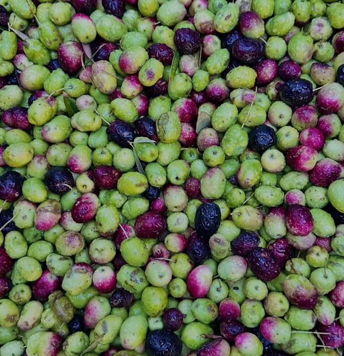Garden Pitted Olives