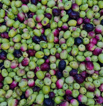 Garden Pitted Olives