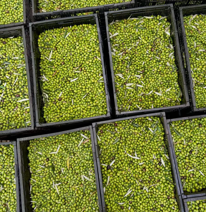Garden Pitted Olives