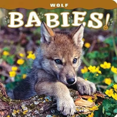 Pre-Owned All About The Very Hungry Caterpillar (Hardcover) By Eric Carle